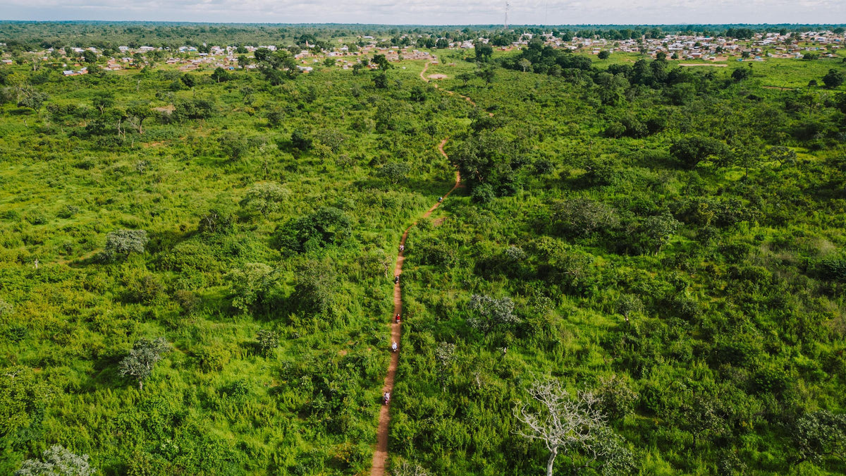 Forest paths in Central Africa from above