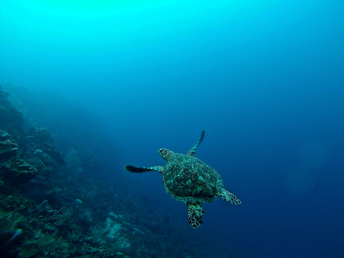 Sea turtle on the reef, Roatán