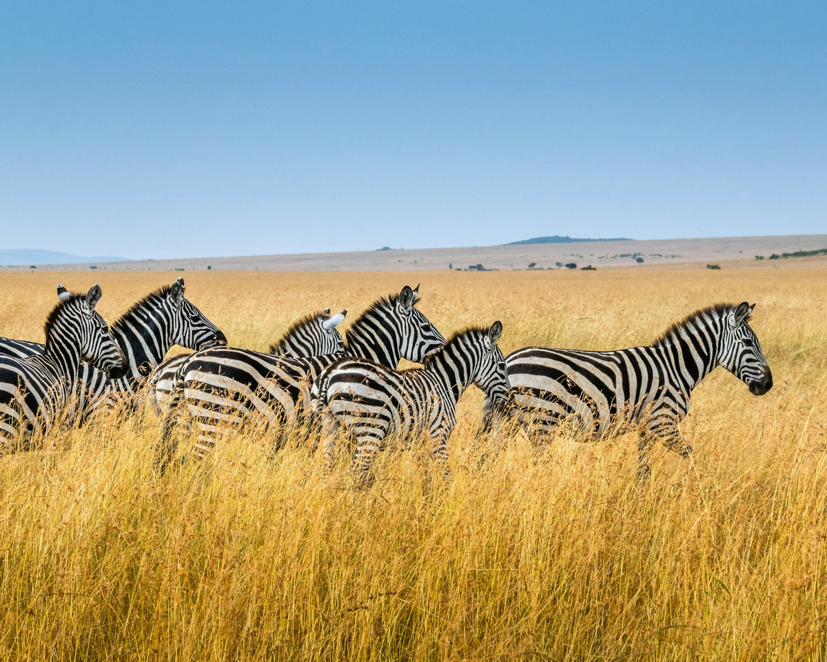 Zebras in the Kenyan savanna