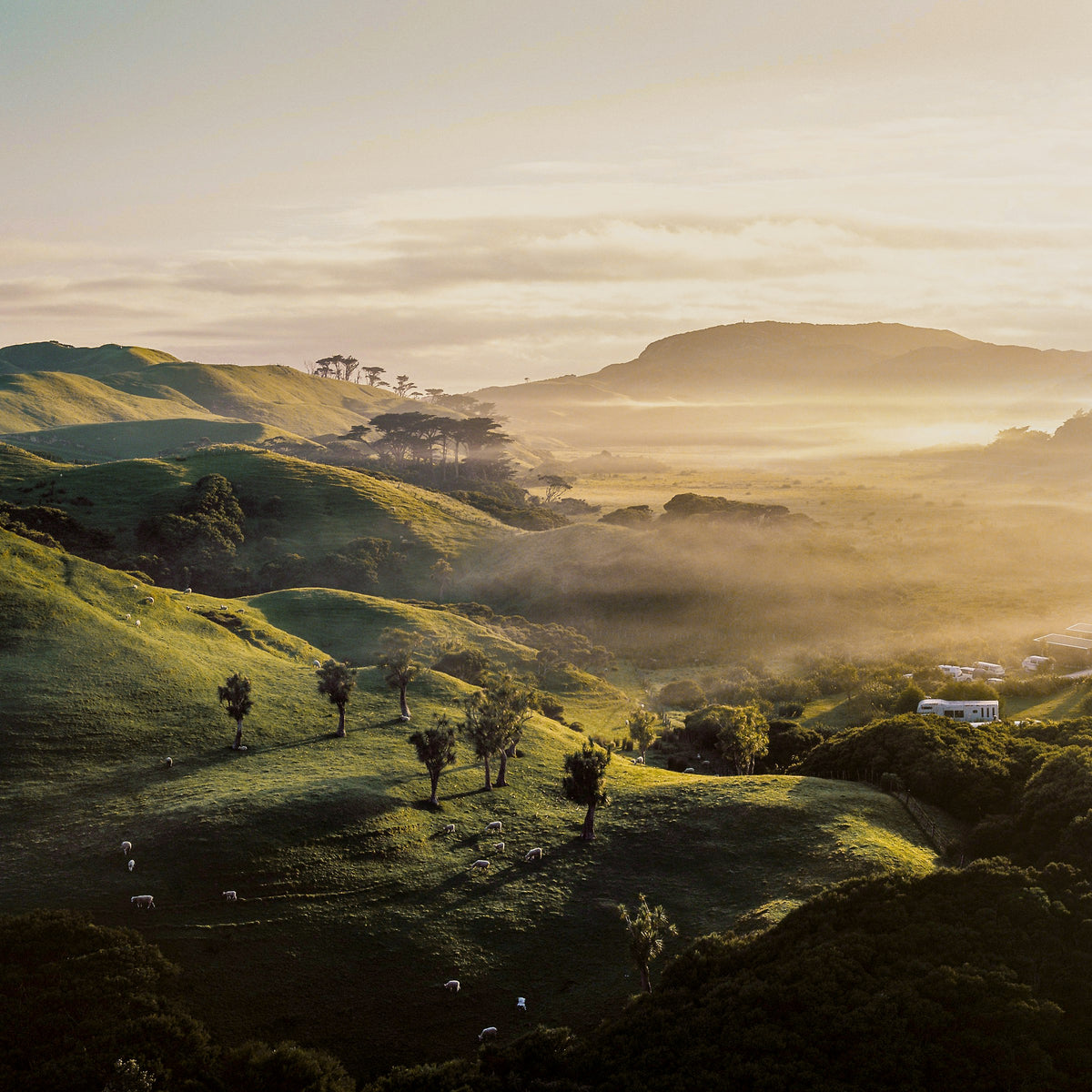 Sheep on misty green hills, New Zealand