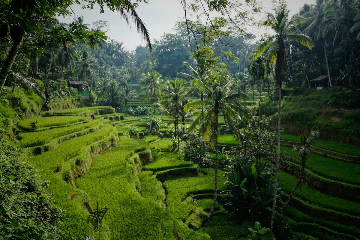 Tegallalang rice terraces, Bali