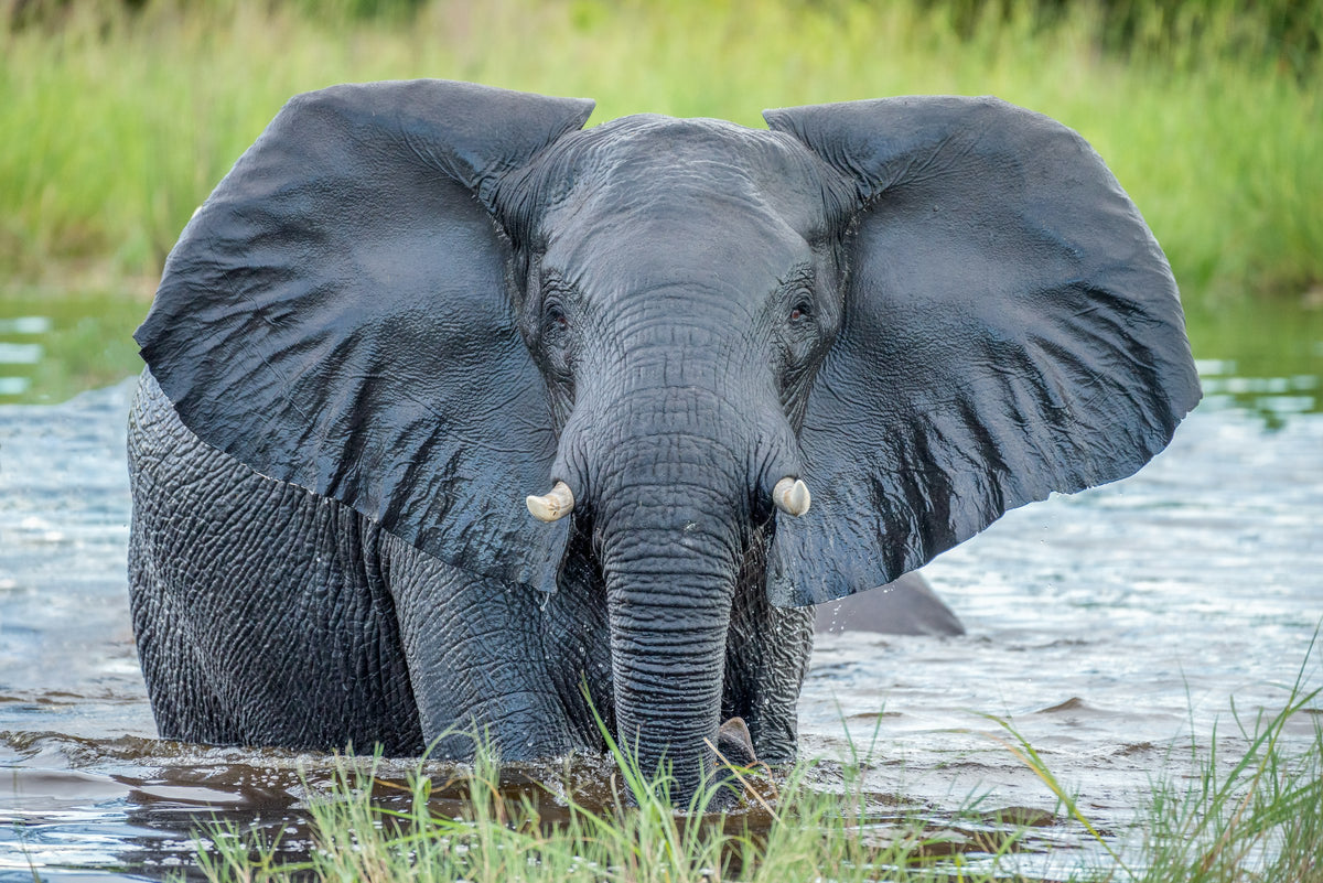Elephant in the Okavango Delta