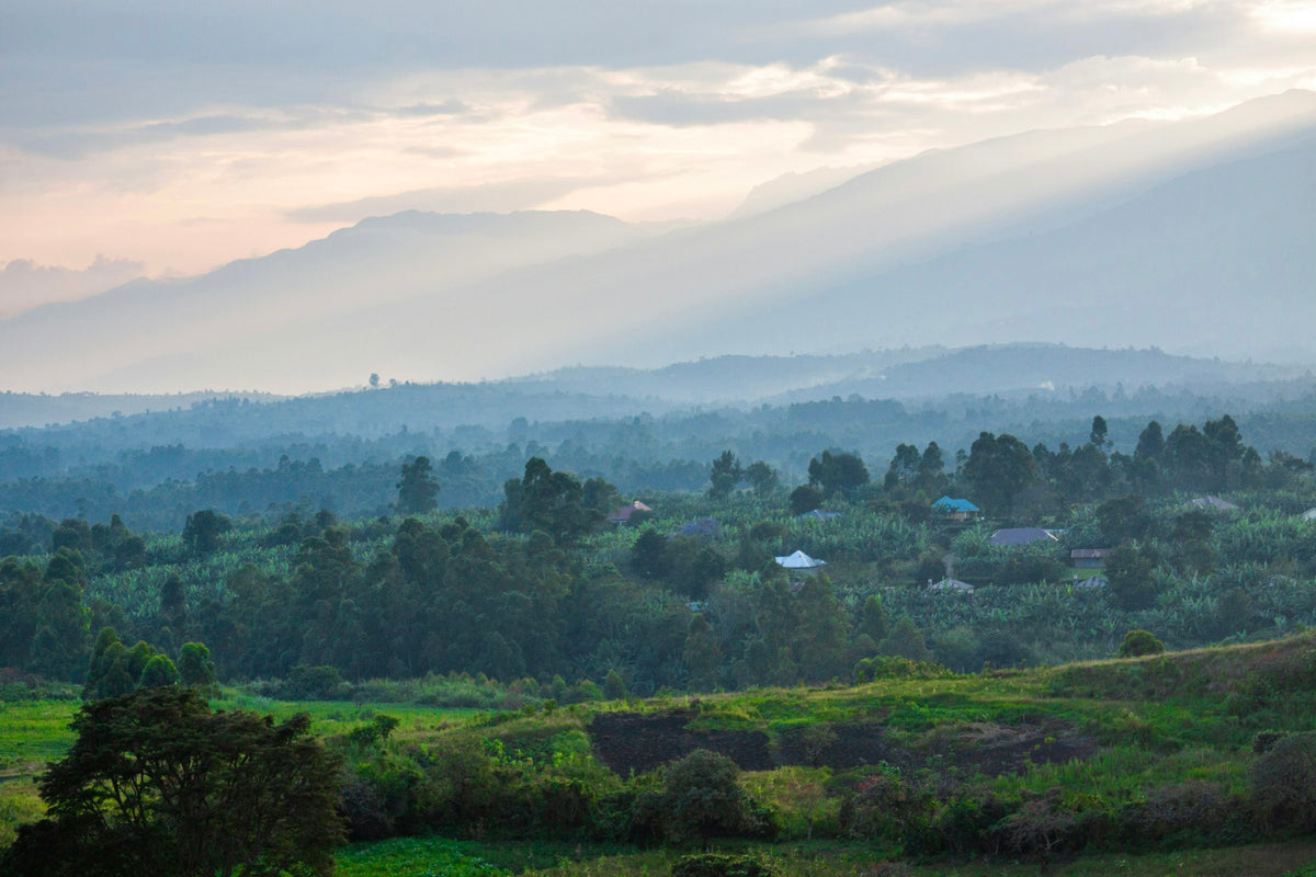 Green hills of Uganda