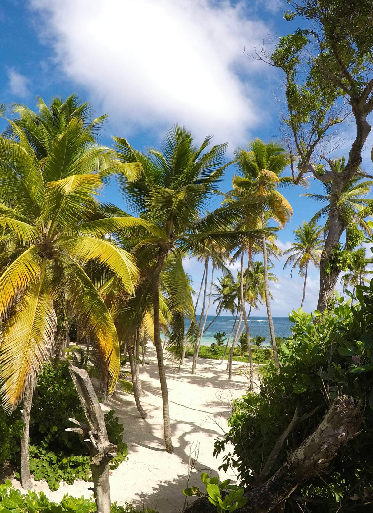 Palm-lined white sand beach, Guadeloupe