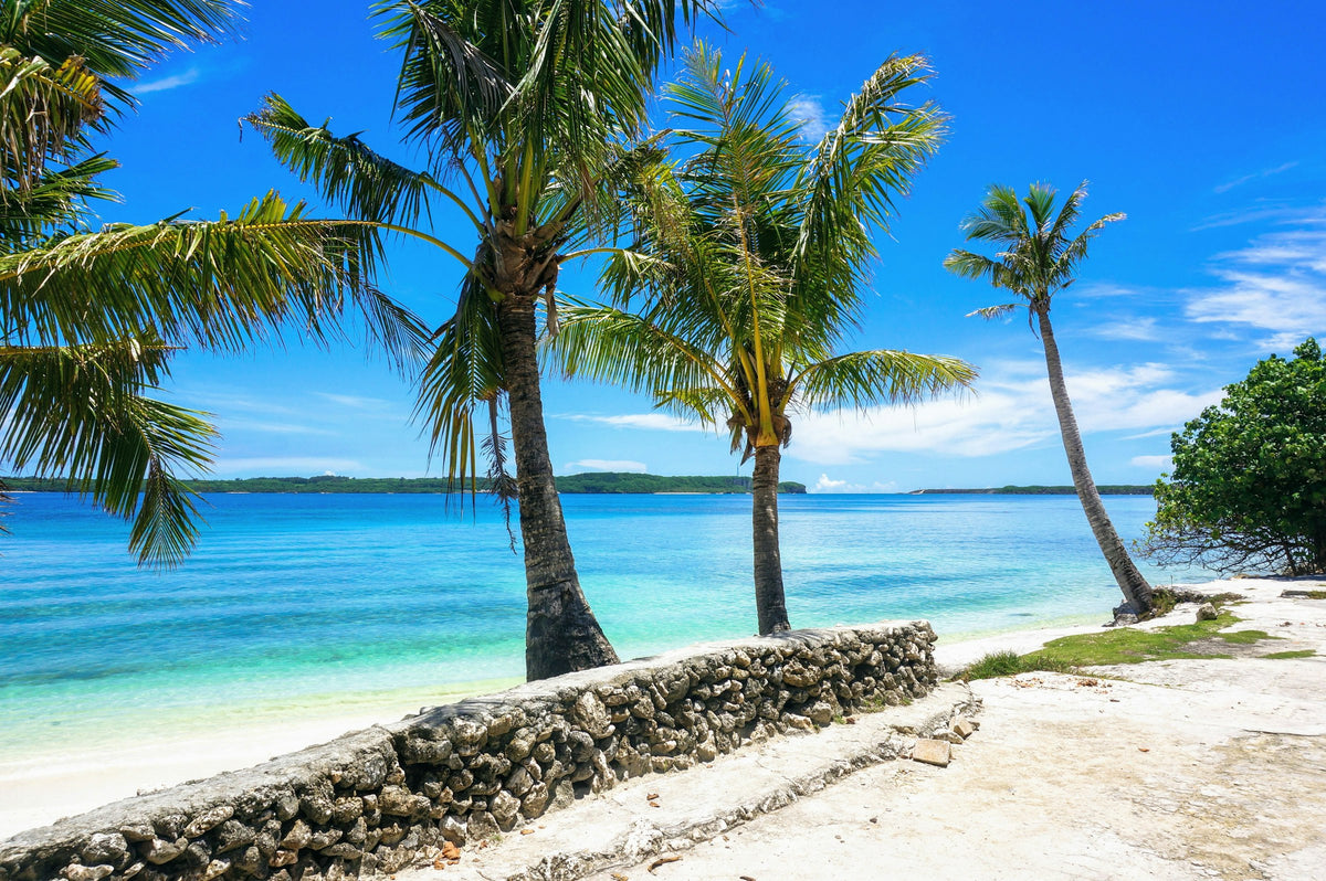 Palm tree by the lagoon, Guam