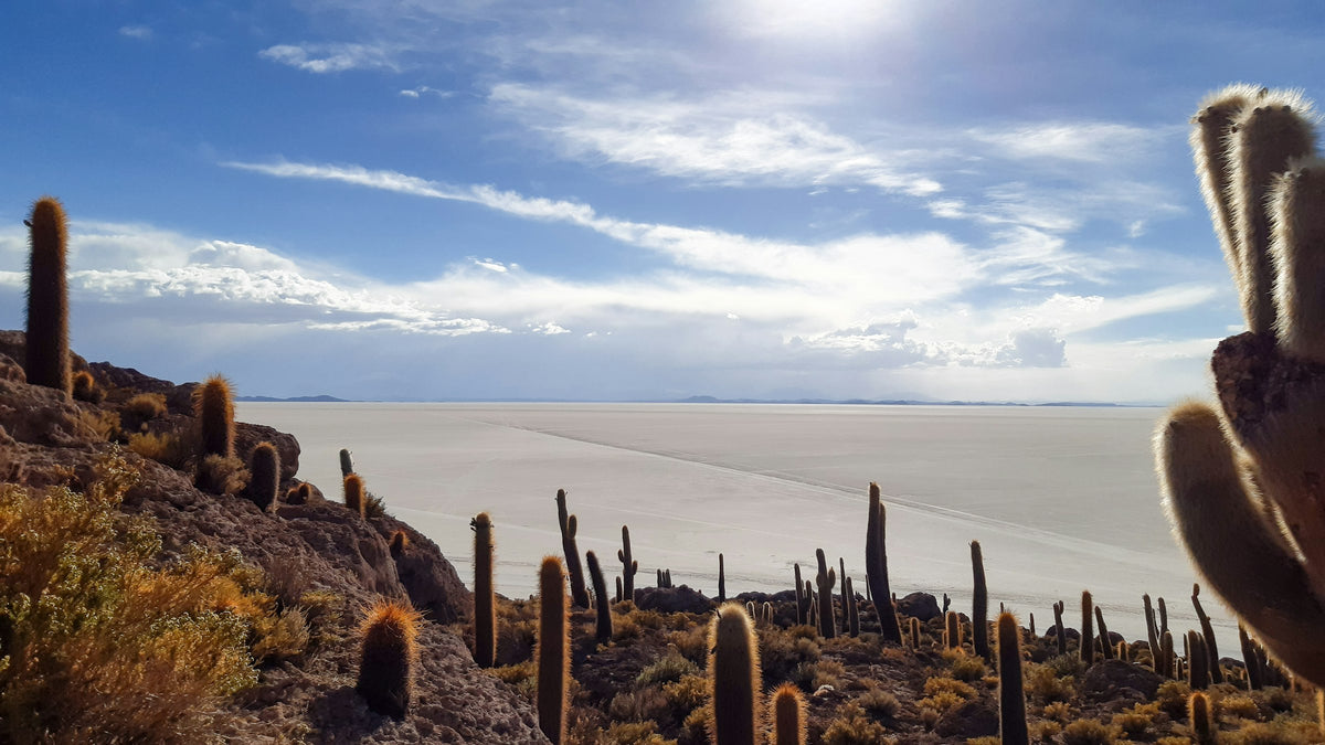 Cacti on Isla Incahuasi, Uyuni