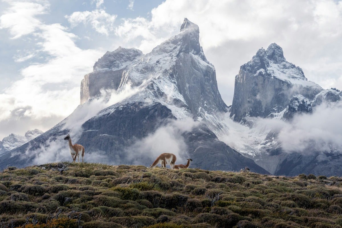 Guanacos grazing below Torres del Paine, Chile