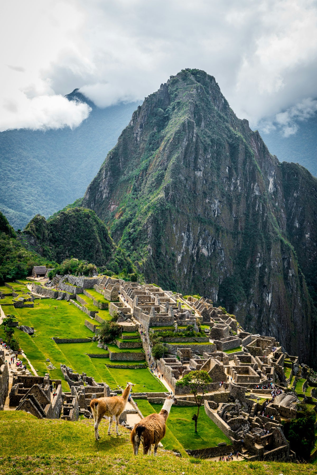 Llamas overlooking Machu Picchu, Peru