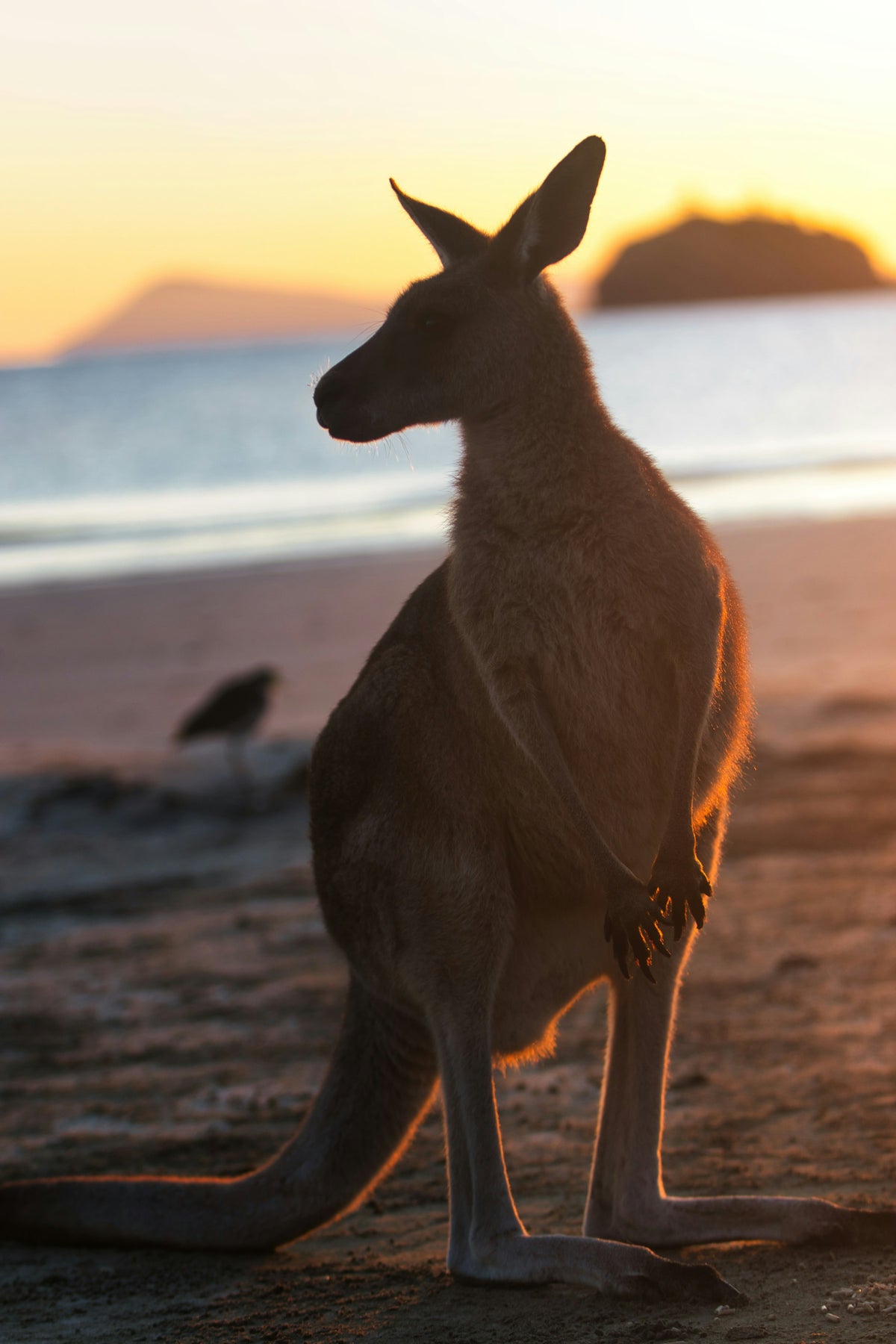 Kangaroo on the beach at sunset, Cape Hillsborough, Queensland
