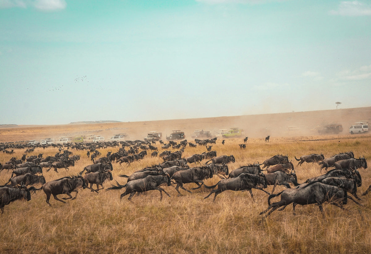 Wildebeest herd crossing the Masai Mara