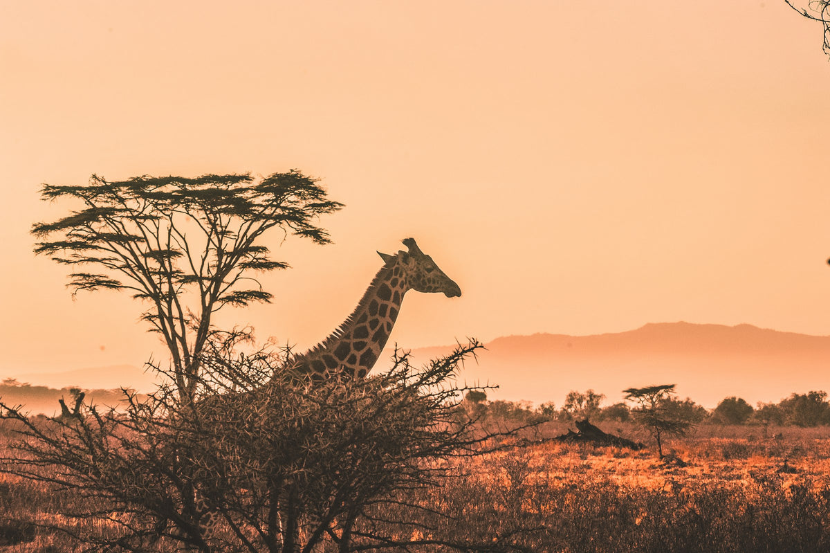 Giraffe behind an acacia tree, Kenya