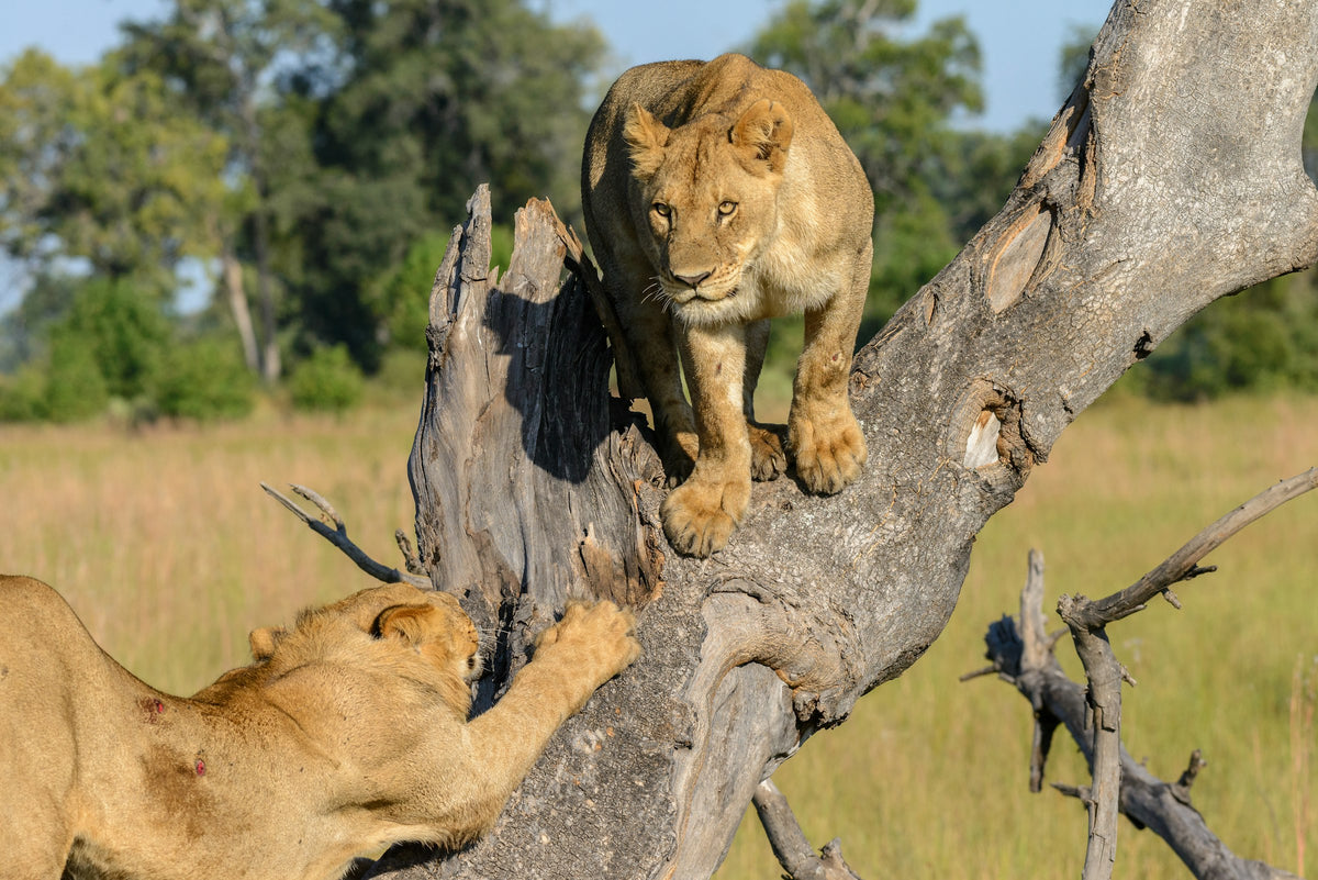 Lions resting in a tree, Botswana