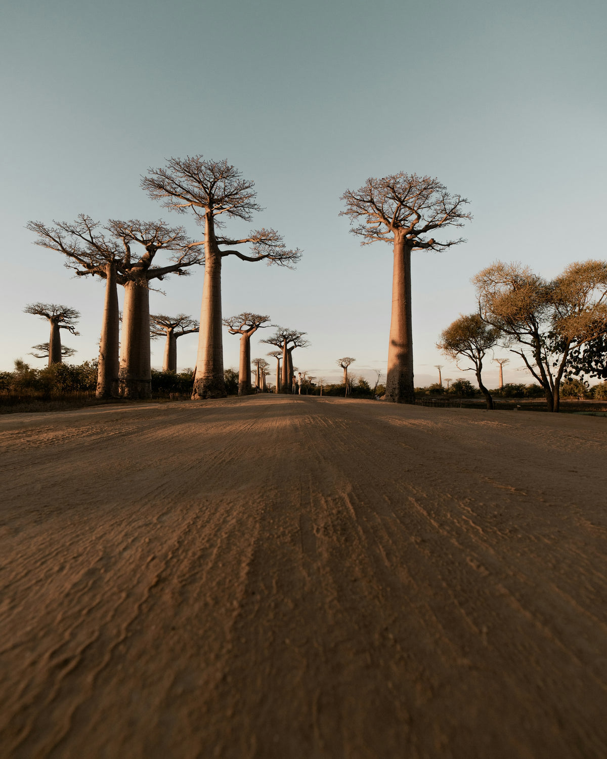 Baobab trees at sunset, Madagascar