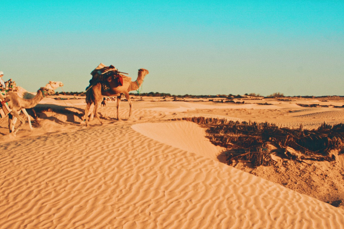 Camel in the Tunisian desert