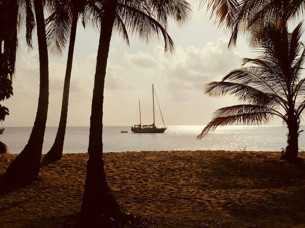 Palm trees at sunset, San Blas Islands