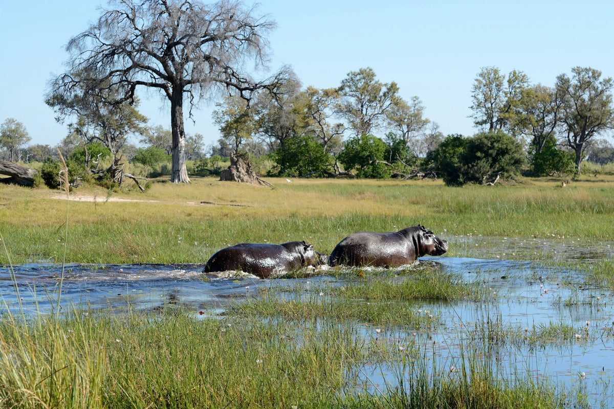 Hippos wading through a river, Botswana