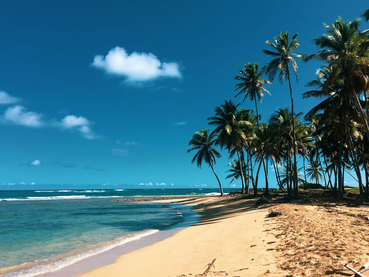 Palm trees on the beach, Punta Cana