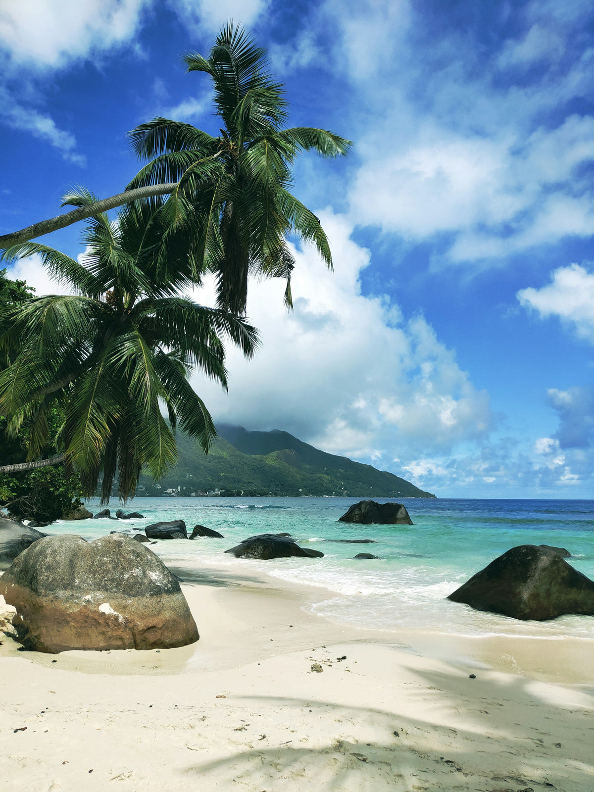 Palm tree on a Seychelles beach