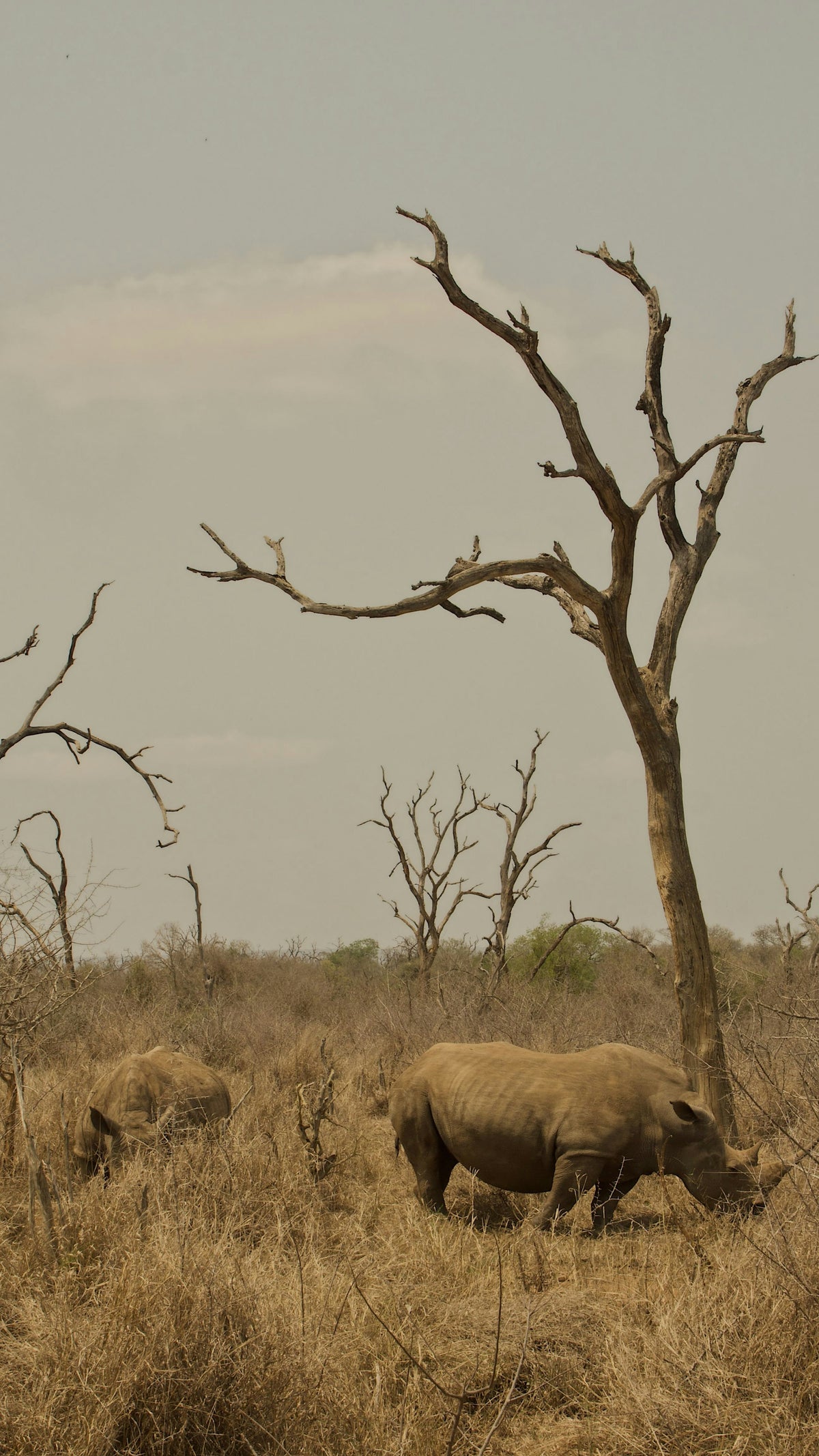 Rhinos in an Eswatini game reserve