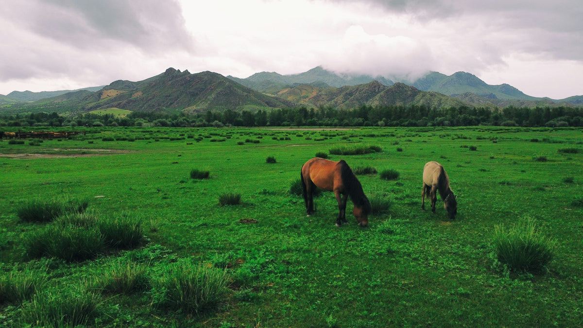 Horses grazing on the Mongolian steppe