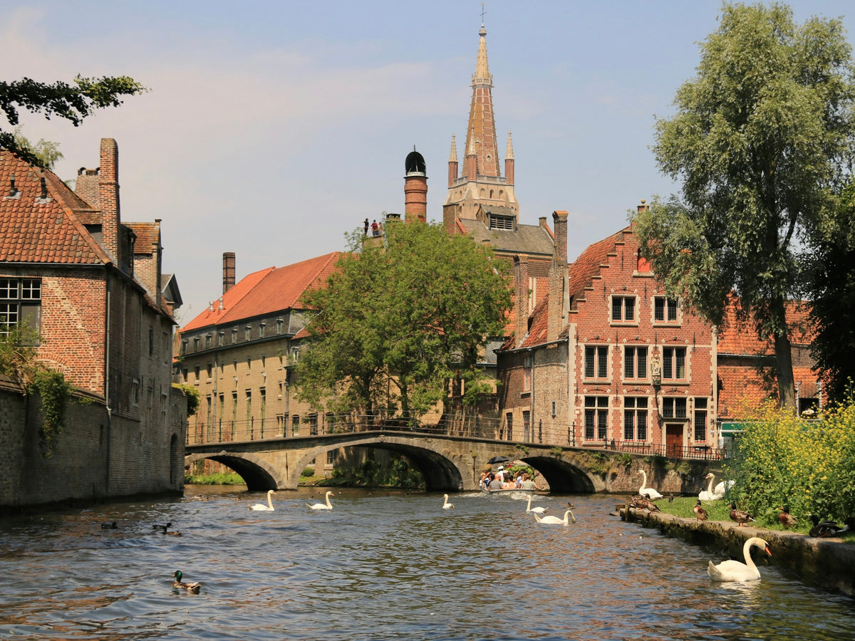 Swans in front of old buildings, Bruges