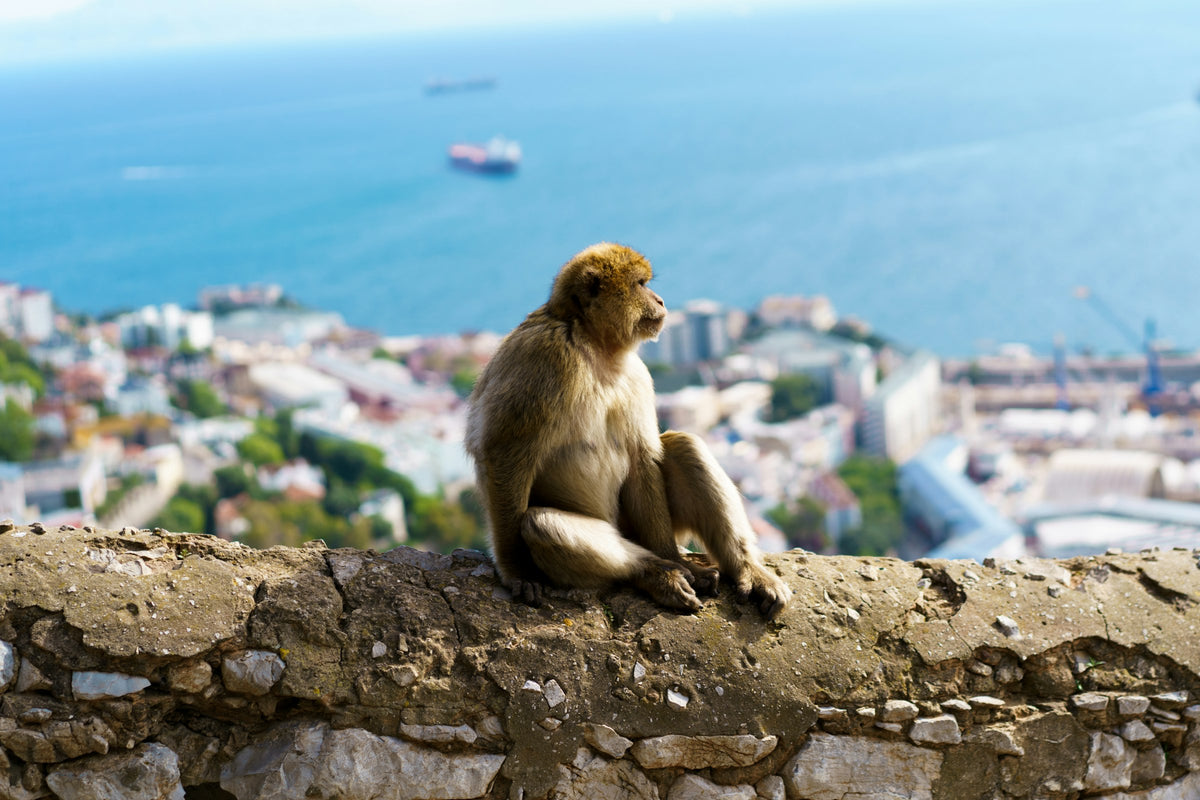 Barbary macaque overlooking Gibraltar