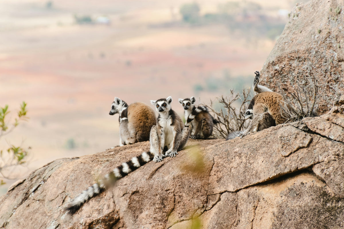 Ring-tailed lemurs, Madagascar