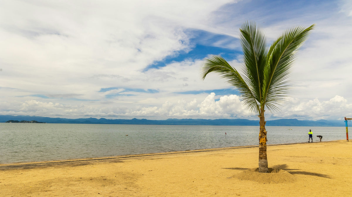 Palm tree on a Lake Malawi beach