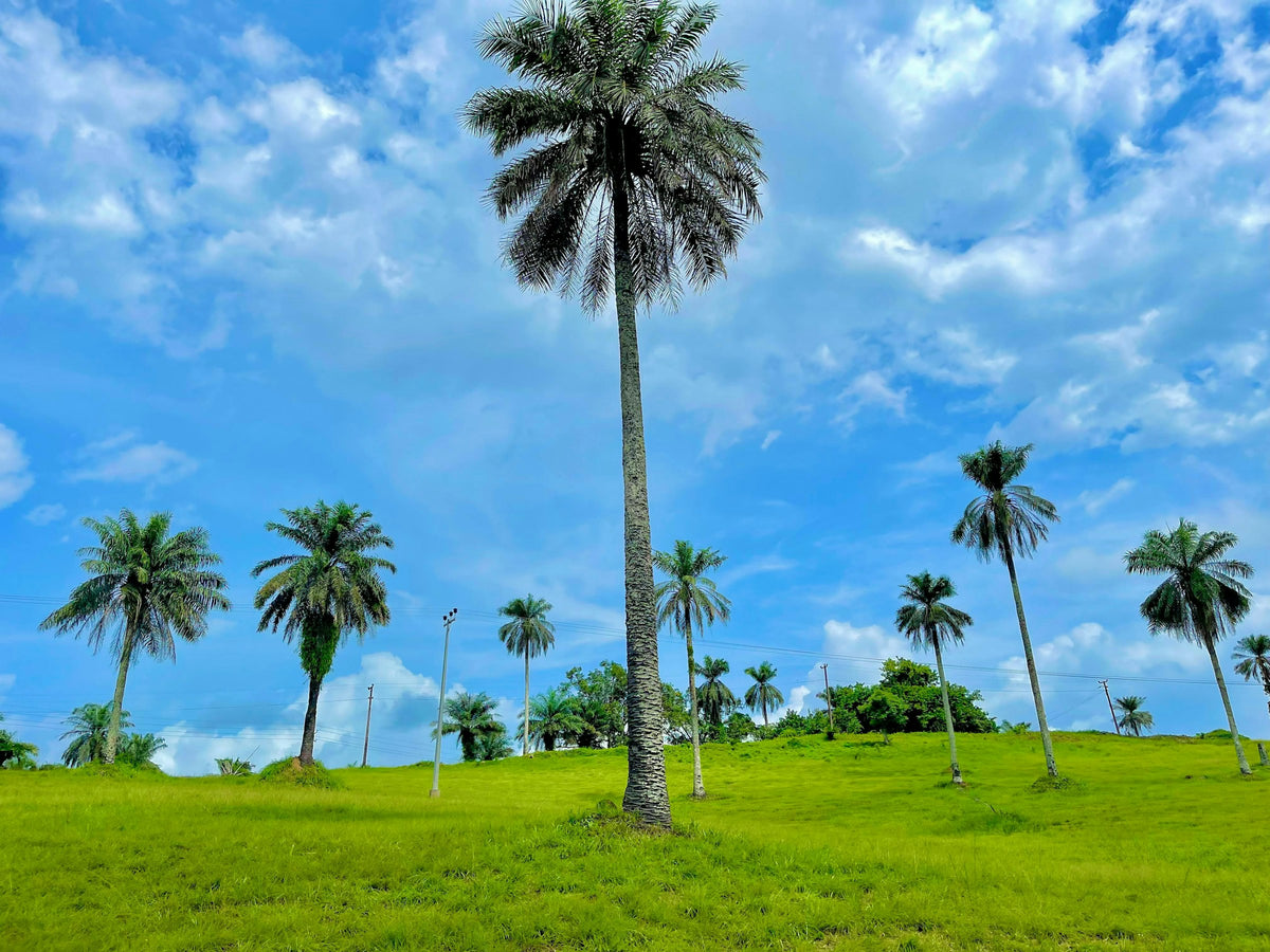 Palm tree in a grassy field, Liberia