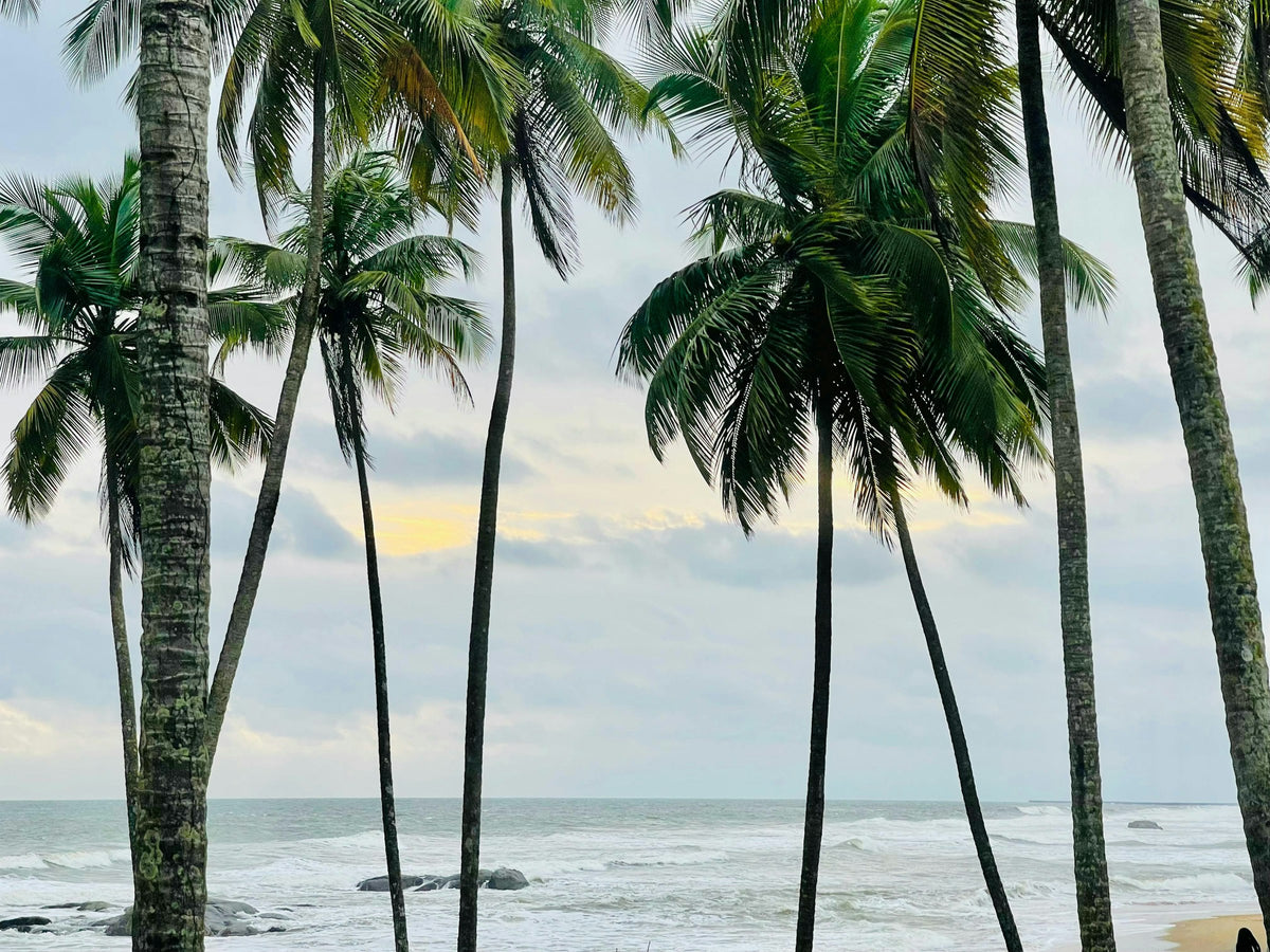 Palm trees by the sea, Liberia