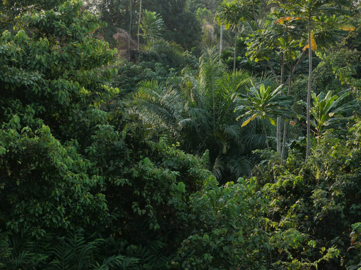 Forest elephants, Gabon