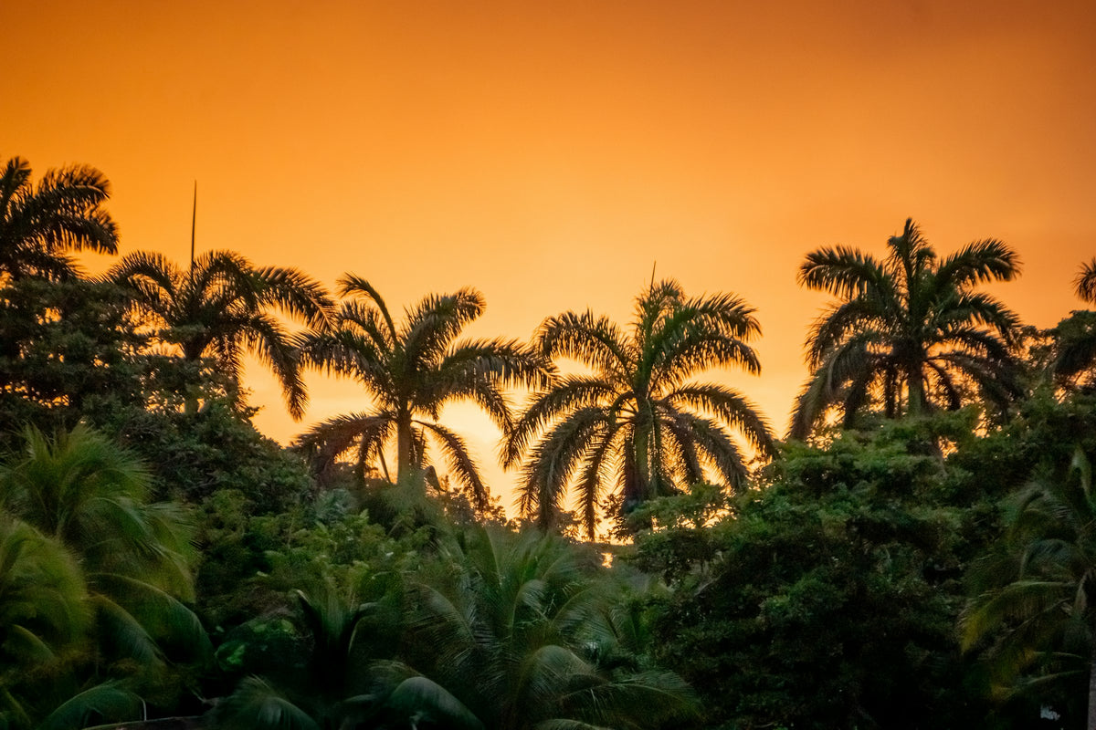 Sunset with palm trees and a boat, Jamaica